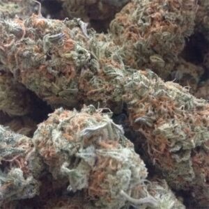 Cheese Marijuana Strain