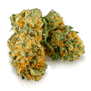 Harlequin Marijuana Strain