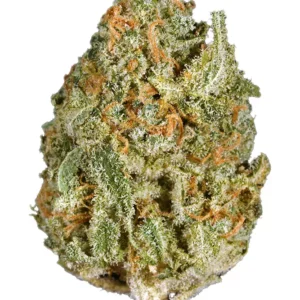 White Rhino