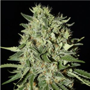 White Widow Seeds