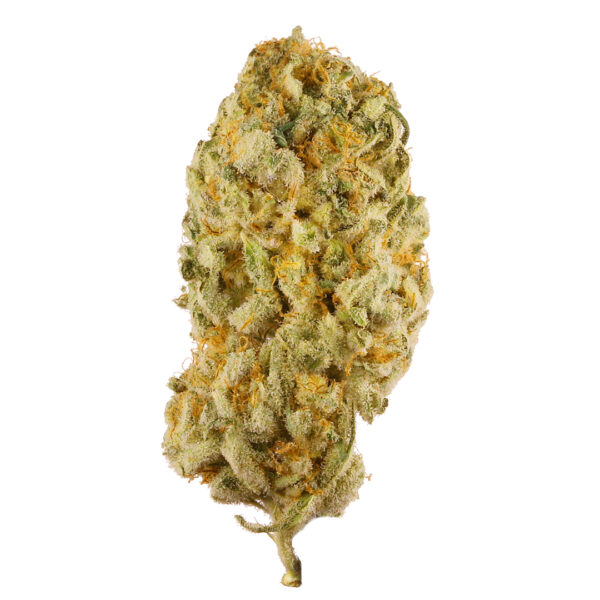 Jack Herer Marijuana Strain