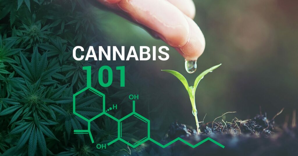 Cannabis 101
