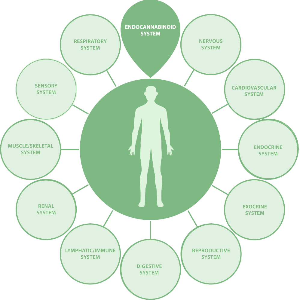 cannabis 101
